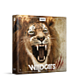 Boom Wildcats - BOOM LIBRARY  | Libraries